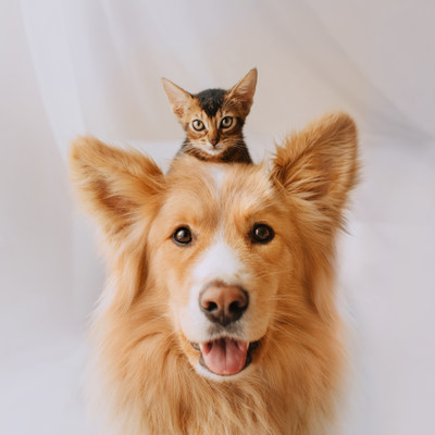 happy mixed breed dog portrait with a kitten on his head