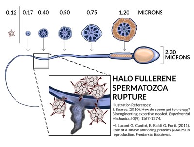Illustration of spermatozoa relative to halogenated fullerene rupturing distal tail segment through millions of nano "collisions."