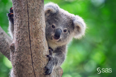 On Earth Day and every day, SAS and Attentis save people and koalas by combining analytics, IoT and sensors to improve flood prediction and management, and fire response.
