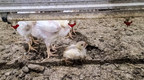 UPDATED: Undercover Mercy For Animals investigation exposes extreme chicken cruelty at farm that raises ALDI chicken