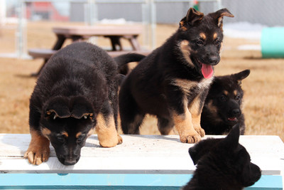 Quatre chiots bergers allemands sur une table. (Groupe CNW/Gendarmerie royale du Canada)