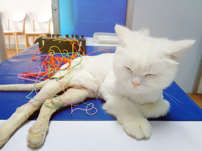 A cat undergoes electroacupuncture treatment.