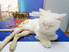 ACUPUNCTURE AND HERBS: A RECIPE TO HELP GERIATRIC PETS AND THOSE...