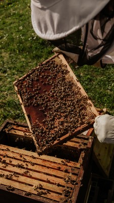 ShopCore Properties is Busy as a Bee in Preparation for Earth Day