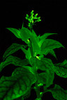 Light Bio Partners with Ginkgo Bioworks to Optimize the Brightness of Glowing Plants through Bioluminescence Engineering