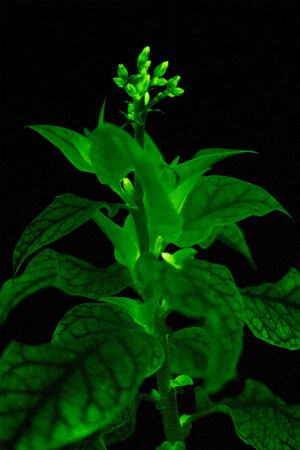 Light Bio Partners with Ginkgo Bioworks to Optimize the Brightness of Glowing Plants through Bioluminescence Engineering