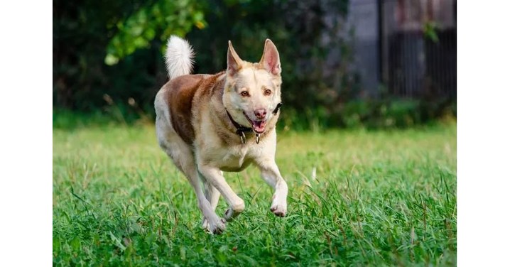 Dog Owners Aghast at Breakthrough Aimed to Help Dogs Move Pain-Free Again