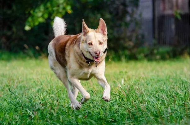 Dog Owners Aghast at Breakthrough Aimed to Help Dogs Move Pain-Free Again - Vimarsana News