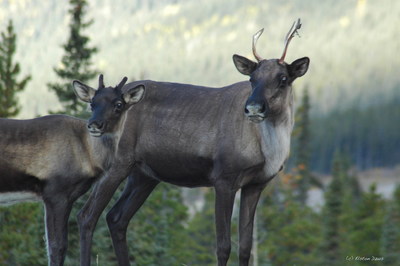 Woodland caribou (CNW Group/The Forest Stewardship Council)