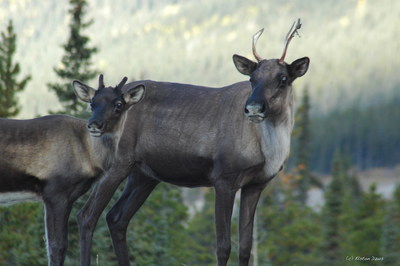 Caribou forestier (Groupe CNW/Le Forest Stewardship Council)