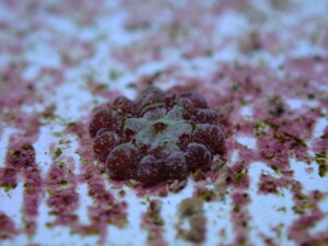 For the First Time, Rough Cactus Coral Cared for by SeaWorld at the Florida Coral Rescue Center (FCRC) Funded by Disney Conservation Fund and the Fish &amp; Wildlife Foundation of Florida Produce Hundreds of Offspring Signaling a Hopeful Future for this Threatened Species