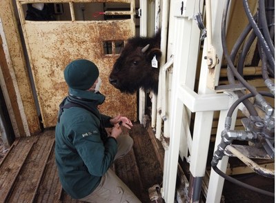 Un jeune bison des bois subit un test de dpistage de maladies  l'installation de rassemblement 
du parc national Elk Island.
Crdit de la photo : Parcs Canada (Groupe CNW/Parcs Canada)