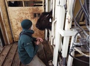 Government of Canada sends 40 Wood Bison to the State of Alaska