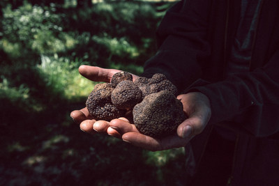 One of Sabatino Tartufi's truffle hunters showcases a recently discovered batch of nicely formed Black Summer truffles (tuber aestivum). (photo courtesy of Alessandro Pellicciari)