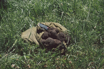 Sabatino Tartufi is the leading truffle company in the world. The company's black summer truffles are used for creating many of the brand's preserved truffle products. The company is dedicated to building a more sustainable environment through its operations. Many truffles like these are found at the roots of trees throughout Italy's forested areas. (photo by Alessandro Pellicciari)