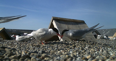 Common Terns on Nesting Raft - SOURCE: Toronto and Region Conservation Authority (TRCA) (CNW Group/Environment and Climate Change Canada)