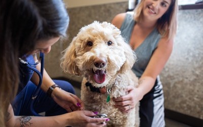 Synchrony’s pet insurance solution, Pets Best, celebrates insuring more than a half a million pets and enables policyholders to get the best veterinary care for their pets without over-extending their personal finances.