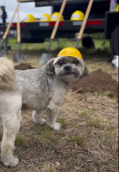 Piper is the local MUTTS® Mascot and she is preparing for construction at the new location for MUTTS® Canine Cantina, Austin's favorite new off-leash dog park.
