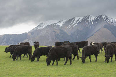 Silver Fern Farms grass-fed cattle
