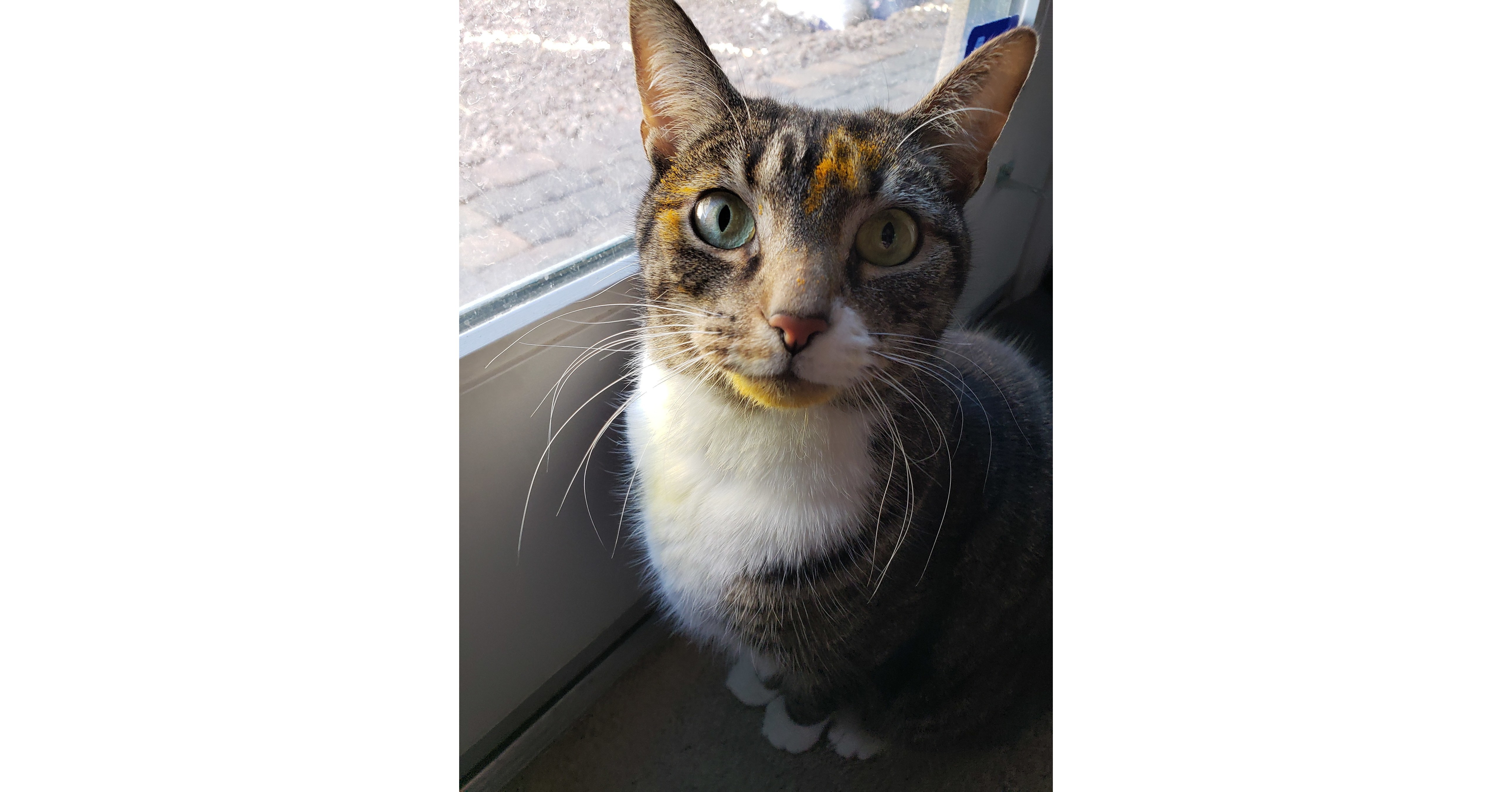 No Lilies for Kitties