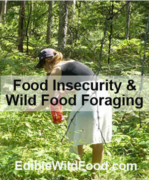 EdibleWildFood.com, Food Insecurity and Foraging for Wild Edibles