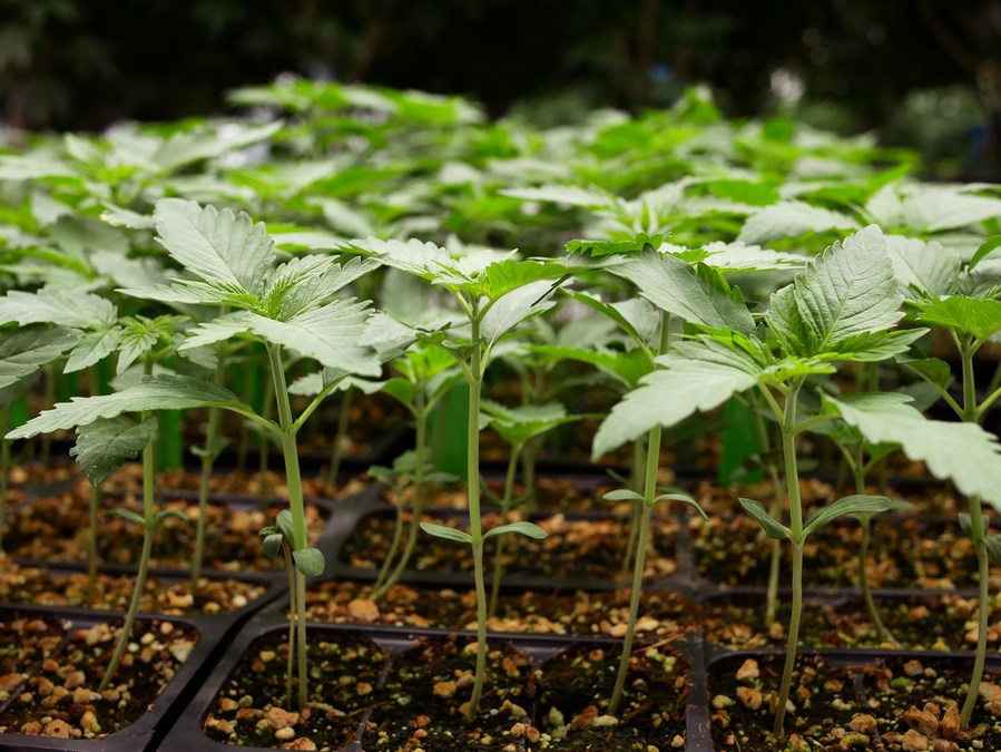 New Generation of Cannabis Seed Ensures Quality, Consistency, and Uniformity for Commercial Growers - Vimarsana News