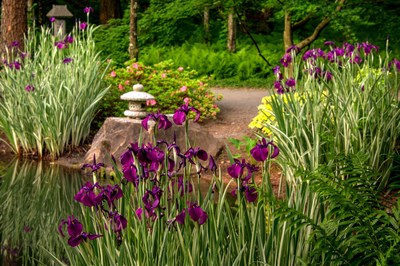 There is something compelling about the water iris in bloom in the Japanese Gardens’ many ponds where bright color and vivid beauty draws dragonflies, butterflies as well as photographers who capture the scene.