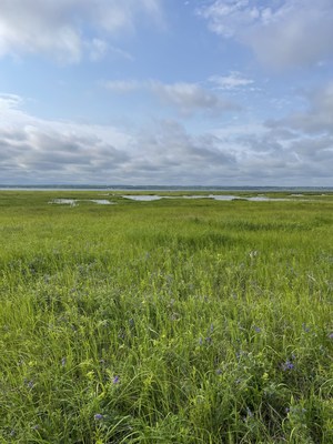 Depuis les annes 1700, plus de 65 % des marais sals du Nouveau?Brunswick ont cd la place  l'amnagement du littoral. (Groupe CNW/CANARDS ILLIMITES CANADA)