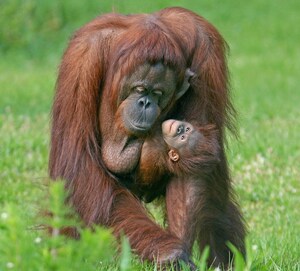 Gulf Breeze Zoo Welcomes Baby Orangutan, Satu