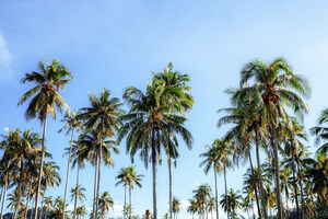 The Coconut Coalition of the Americas Welcomes Three New Members