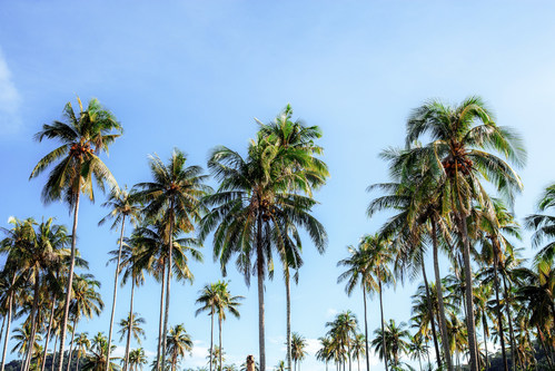 "CCA serves as the worldwide voice for the coconut industry and is focused on advancing the category," said CCA Executive Director Len Monheit. "I'm thrilled to welcome these new members who expand CCA's reach globally."