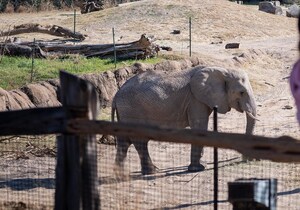 New Born Free Report Reveals the Horrific Suffering of Captive Elephants