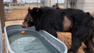 A rescued Moon Bear enjoying fresh apples and clean water in a temporary holding pen within The Wild Animal Refuge