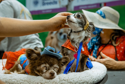 Dogs at AKC Meet the Breeds