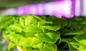 Kalera Announces First Harvest of Lettuce and Microgreens at New Denver Vertical Farm