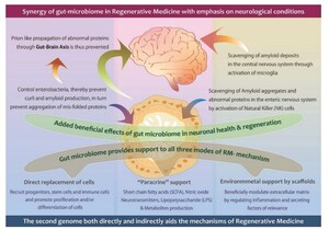 Gut microbiome as a tool in regenerative medicine; Novel approach driven by GN Corp Japan with potentials in neurological illnesses