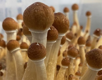 Magic mushrooms in Madrigal's laboratories
