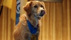 THE PEDIGREE® BRAND LAUNCHES ESSENTIAL SUPPORT DOGS PROGRAM TO...