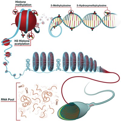 Figure used by permission of author: Carrell, D.T. (2019).
