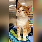 PetSmart Charities of Canada™ Celebrates 350,000 Pet Adoptions
