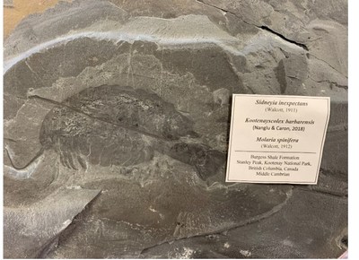 Fossiles rcuprs par Parcs Canada dans le cadre de l'enqute.
Crdit de la photo : Parcs Canada (Groupe CNW/Parcs Canada)