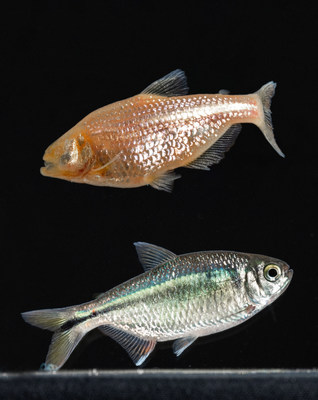 The remarkable evolution of the Mexican tetra fish Astyanax mexicanus: morphological differences between cavefish (top) compared with surface-dwelling river fish (bottom).