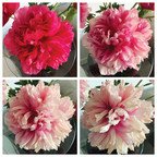 Amazing Color-Changing Command Performance Peonies From France...