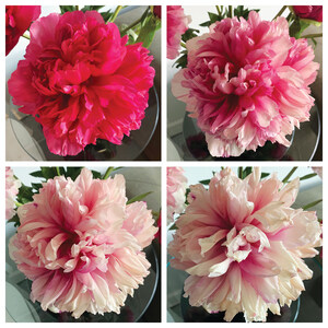 Amazing Color-Changing Command Performance Peonies From France Are Back Again at The Fresh Market!