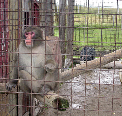 A Japanese macaque kept in a small, flooded exhibition cage with very little to climb on at an Ontario road-side zoo. Photo: World Animal Protection (CNW Group/World Animal Protection)