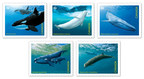 Des timbres mettent en lumière les baleines en voie de disparition du Canada
