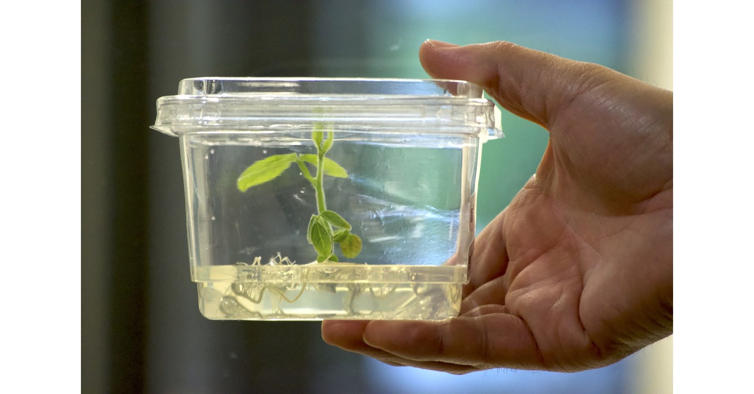 Solis Agrosciences Delivers Specialized Research Services for AgriFoodTech Innovators