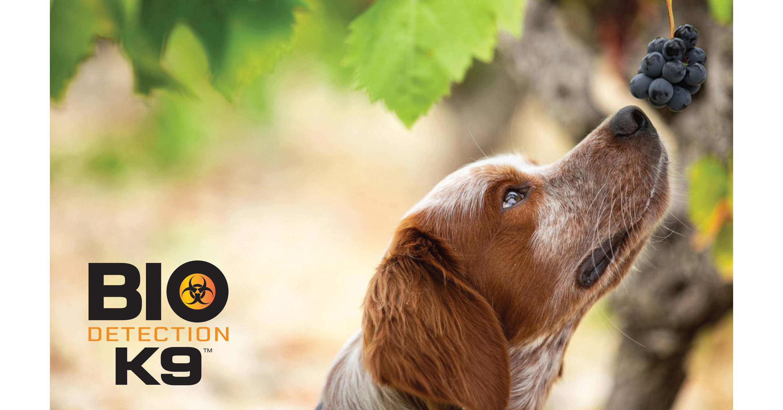 Bio Detection K9 Develops CuttingEdge Detection for Grape Virus Diseases