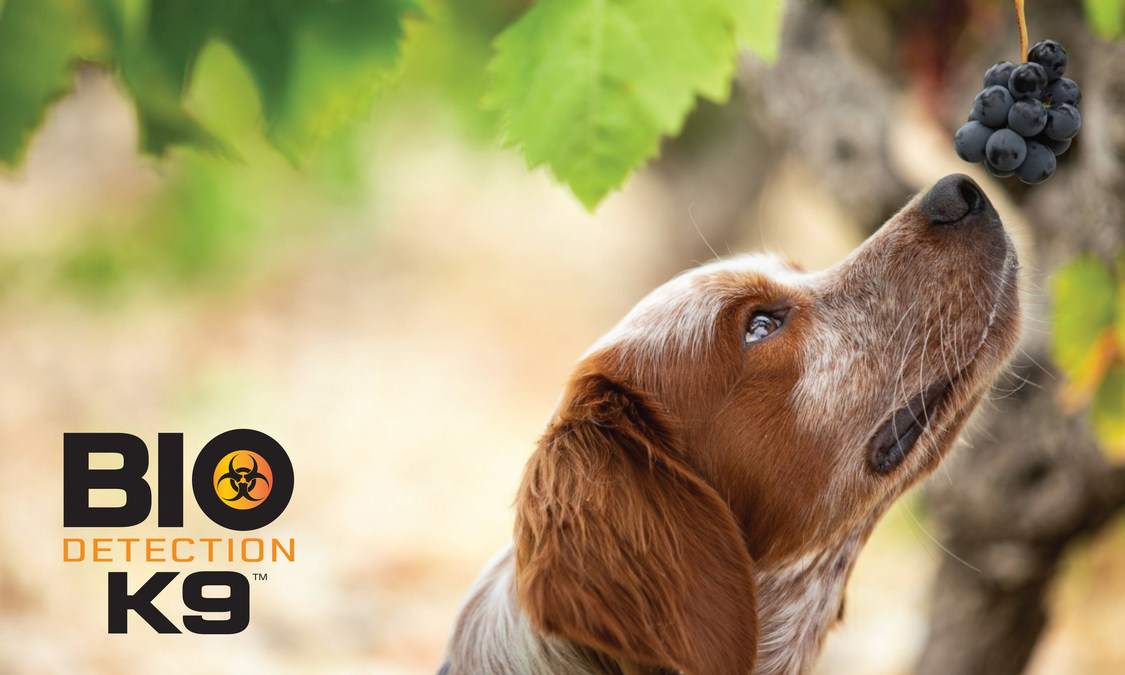 Bio Detection K9 Develops Cutting-Edge Detection for Grape Virus Diseases - Vimarsana News