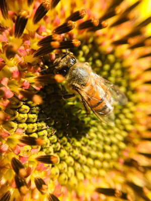 Sustainability Start-Up, Flow Hive, Celebrates World Bee Day With Significant Milestone in Bee Habitat Project